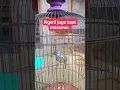 Download Lagu Tembakan Tepus tunggir merah betina 🔥 #tepustungirmerah #masteran_burung #kicaumania #bird #burung