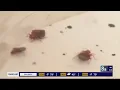 2 Las Vegas Strip hotels sued over bed bugs after hotel guests were allegedly bitten