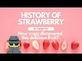History Of Strawberry-Where Does Strawberry Come From