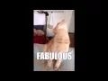 Cat meme BITCH I M FABULOUS