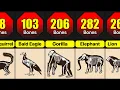 How Many Bones Do Animal Have Animal Bones Comparison