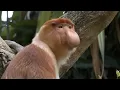Herbivores animals part 2 in 4k - Proboscis monkey tapir langurs ground squirrels- Animal sounds