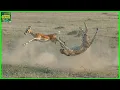 Lagu Cheetah vs Pronghorn Which Is Faster?
