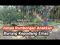 Download Lagu Cara pemasangan pikat kepodang jumpa lubuk anakkan.