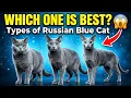 Which Russian Blue Cat Is Best All Types Compared