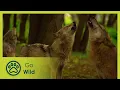 Download Lagu Animal Adoption - Animals Like Us 5/11 - Go Wild