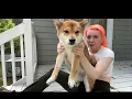 Meowri and Her Wet Shiba