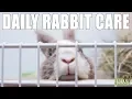 Daily Rabbit Care