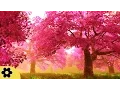 Download Lagu Music for Studying, Relaxing Music, Music for Stress Relief, Focus Music, Background Music, ✿2667C