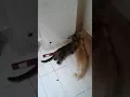 Download Lagu 7 cats Vs 1 rat