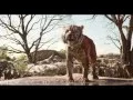 Download Lagu Le Livre de la Jungle - Extrait : Shere Khan I Disney