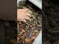 Download Lagu Tiny Snakes With Big Attitudes 🤣 #shorts #animals #reptile #snake #anaconda #funnyanimals