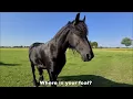 Download Lagu No! Where is your foal? I miss one! I'm in shock! a part of Saly her mane are gone! Friesian horses. MP3