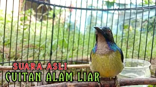 kolibri kelapa manggar wiceh korlap cuitan asli alam liar buat burung bahan agar rajin bunyi