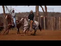 One Blue Melody by Once In A Blu Boon Hershberger s Performance Horse Sale