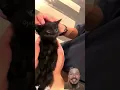 #funny #pets #cat #animals #funnycats #dubbing