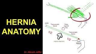 Anatomy of the inguinal region, simplified