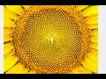 Fibonacci spirals in sunflowers