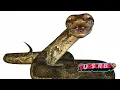 Python Dictionary Unleashed A Comprehensive Guide