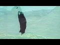 Download Lagu To Ricciardi \u0026 Dope PT- Aluado Video Edit