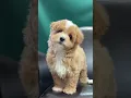 Maltipoo Puppies are Great for Indoor Living