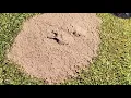 Download Lagu Let Mother Nature Rid Your Yard Of Ants. Chemical Free! Easy DIY