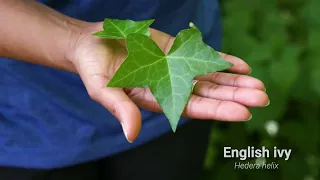 How To ID And Manage English Ivy 