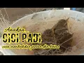 Download Lagu Cara Membedakan Anakan Burung Cici Padi Jantan dan Betina Sumber Akurat