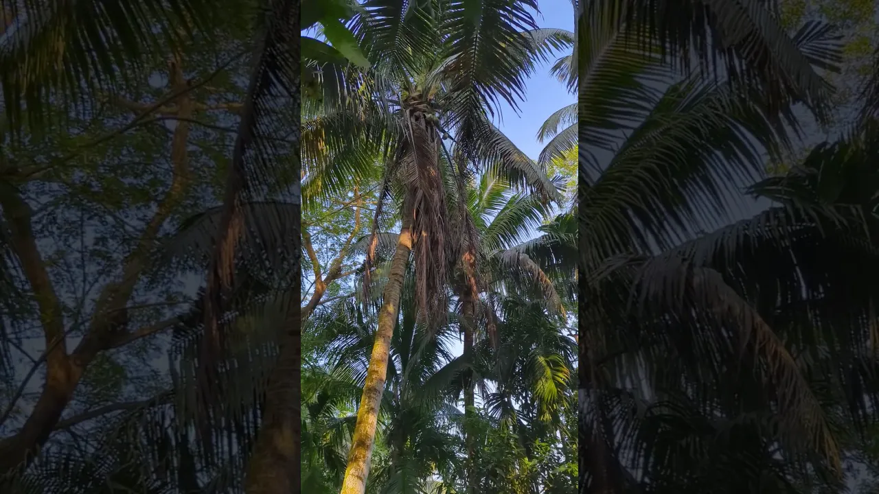 গ্রাম মানেই শান্তি