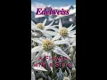 Lagu Edelweiss: The Secret Alpine Flower That Defies Winter