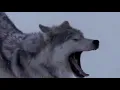 Loreena McKennitt - The Mystic's Dream 🐺 ☪