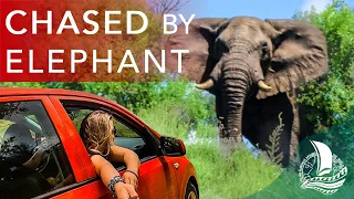 CHARGED by an ELEPHANT | after SAILING to South Africa Ep. 123