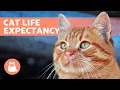 HOW LONG DO CATS LIVE Life Expectancy of Domestic and Feral Cats