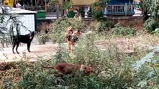 street r started mating at day time on 12th december 2018