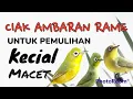 Download Lagu Ciak-ciak ambaran rame di alam liar untuk pemulihan kecial macet dan stress #ciak