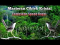 Download Lagu MASTERAN CIBLEK GACOR FULL NEMBAK DAN NGEBREN || PALING COCOK BUAT ISIAN MURAI DAN BURUNG LAINYA