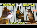 Download Lagu TEMBAKAN DAN BESETAN KASAR TAJAM || jenggot vs cililin vs kapas tembak