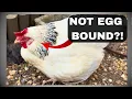 I Thought My Chicken Was Egg Bound But She Wasn t