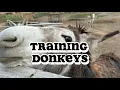 The Ultimate Guide to Training Donkeys Beginner-Friendly Breakdown