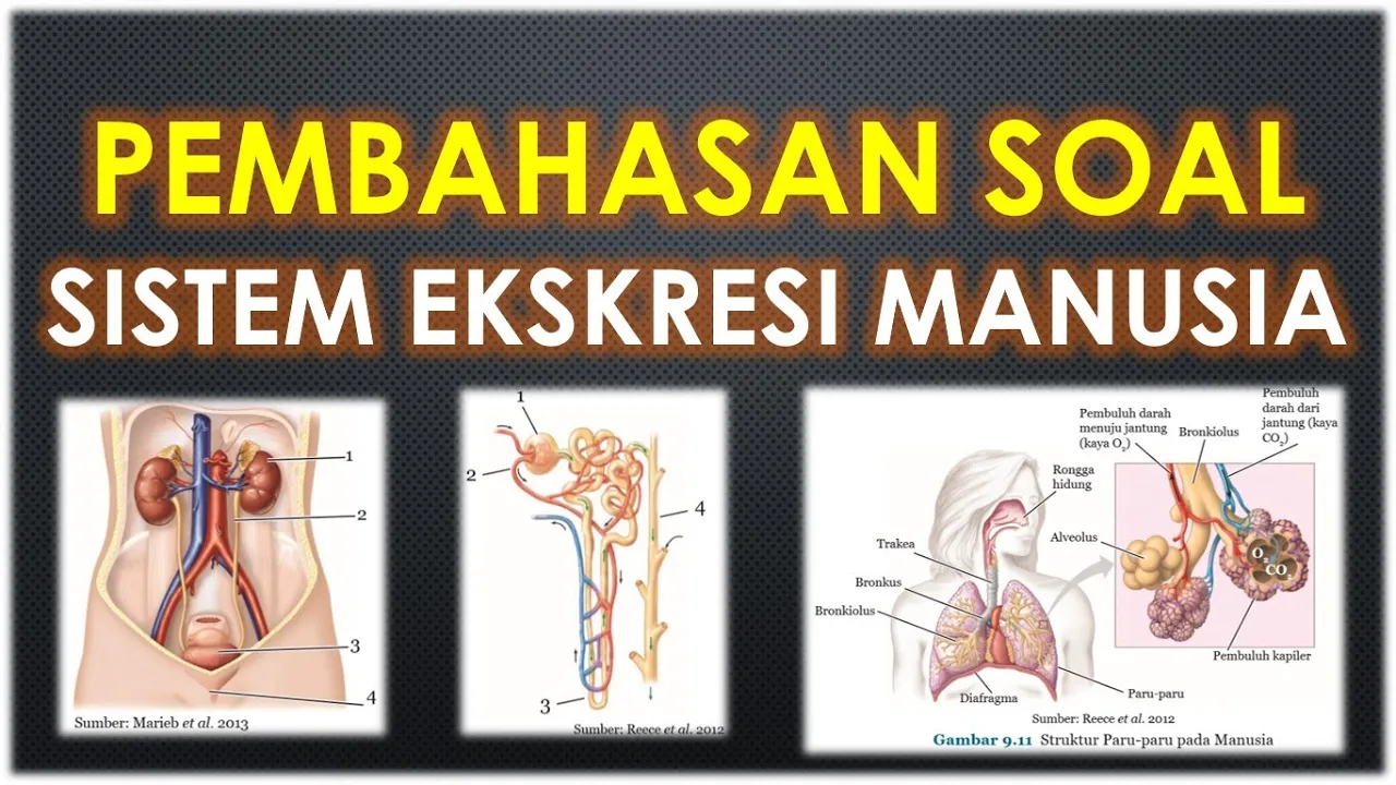 
          
          
          
            
            Pembahasan Soal Sistem EKSKRESI Manusia
          
        . 