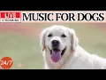 Download Lagu 🔴[LIVE] Dog Music🎵🐶Calming Music for Dogs🐶💖Separation Anxiety Relief💖🦮Sleep Music for Dogs🔴6