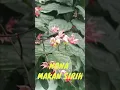 Download Lagu BUNGA NONA MAKAN SIRIH,Tanaman Hias Yang Bermanfaat