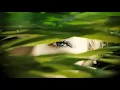 Niju - Sel La Ves (Jacob Groening Remix)