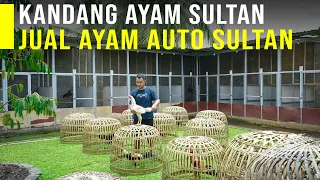 Download Ternak Ayam Bangkok Datangkan Keuntungan Besar MP3