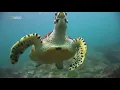 Download Lagu HD Animal Documentary 2021  no ads