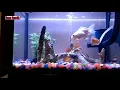 Download Lagu Iwan fals ikan ikan kecil
