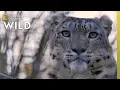 Snow Leopards 101 Nat Geo Wild