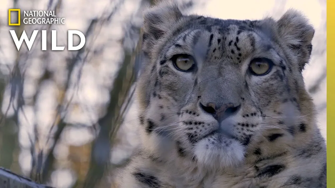 Snow Leopards 101 | Nat Geo Wild