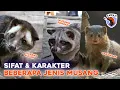 Download Lagu BEDA KARAKTER MUSANG PANDAN, BULAN, GARANGAN dll #SAWAN