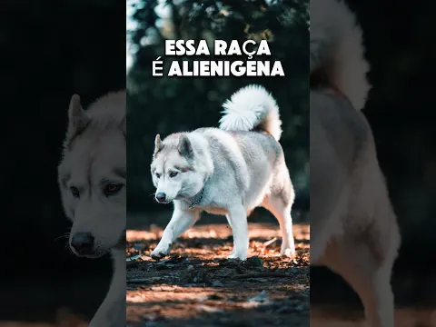 Você sabia esses 3 fatos sobre o husky Siberiano?